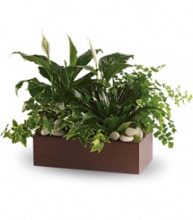 Shop Fortino's Plants Now!